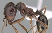 东方收获蚁 Messor orientalis