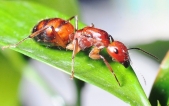 尼科巴弓背蚁 Camponotus nicobarensis