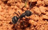 日本弓背蚁 Camponotus japonicus