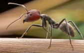 红头弓背蚁 Camponotus singularis